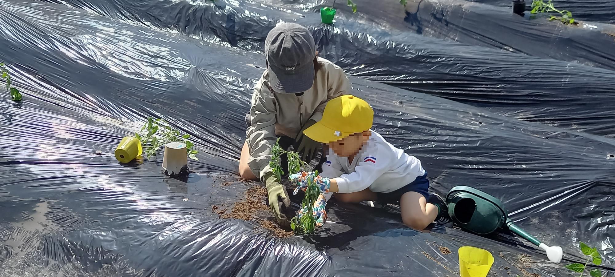 たんぽぽ学級園の苗植え