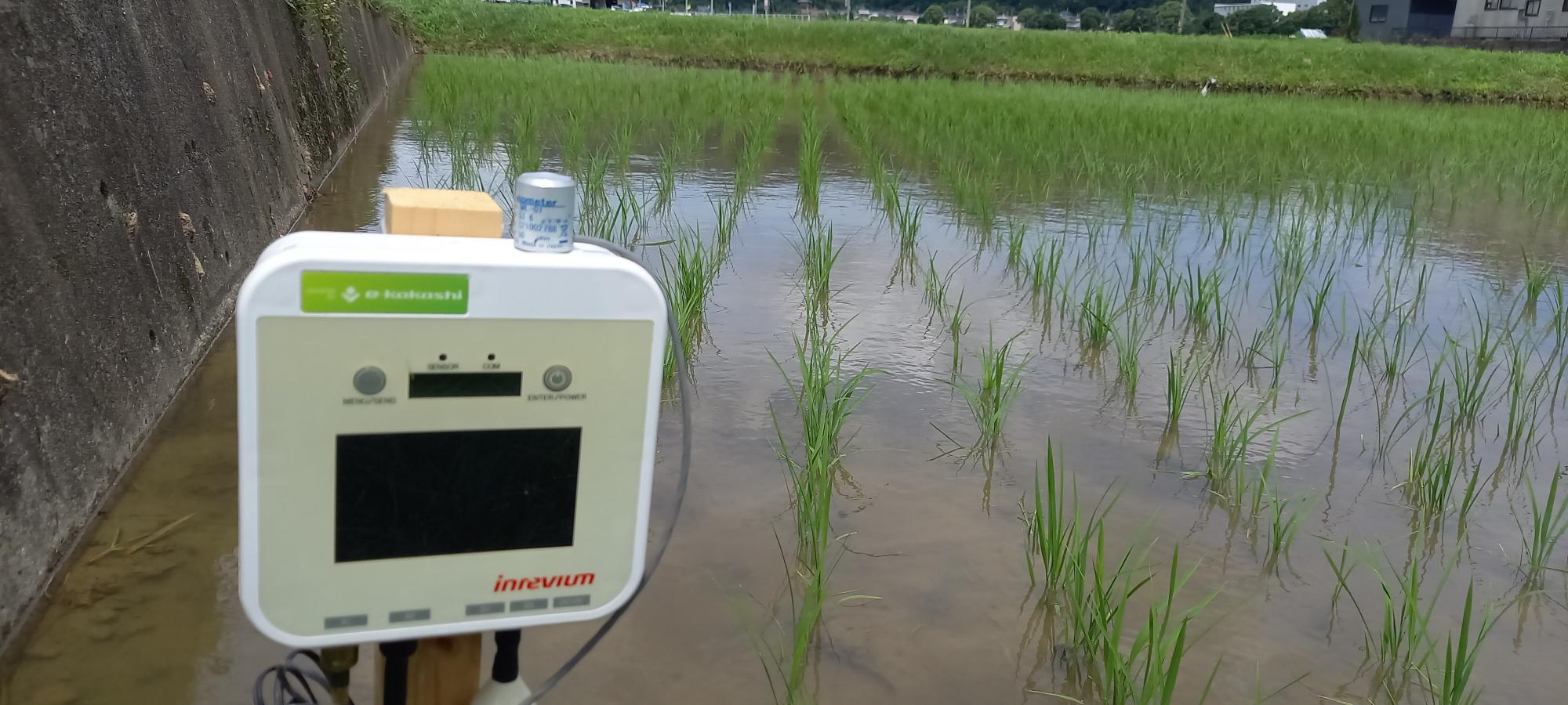 5年生の田植えをした水田に設置されたE-Kakashi