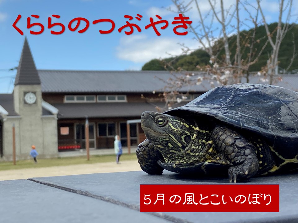 2025年くららのつぶやき5月のかぜとこいのぼり