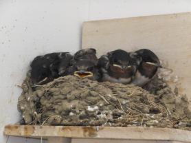 5羽のつばめのひなが巣の中で鳴いている写真