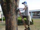 木に立てかけたはしごを登るように置かれたかかしの写真