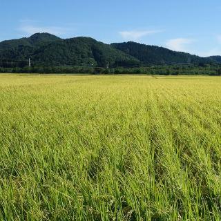 久山町のもち米3kg 11月から12月