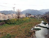 川沿いの道路側に、満開の桜の花が咲き誇っている木々が立ち並んでいる写真