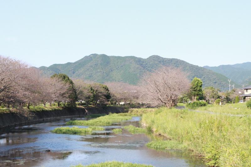 山の手前にある川の両側に、満開の桜の花が咲いている写真