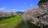青空の下、両側の堤防沿いの木に満開の桜が咲いている、久原川(くばらがわ)の写真