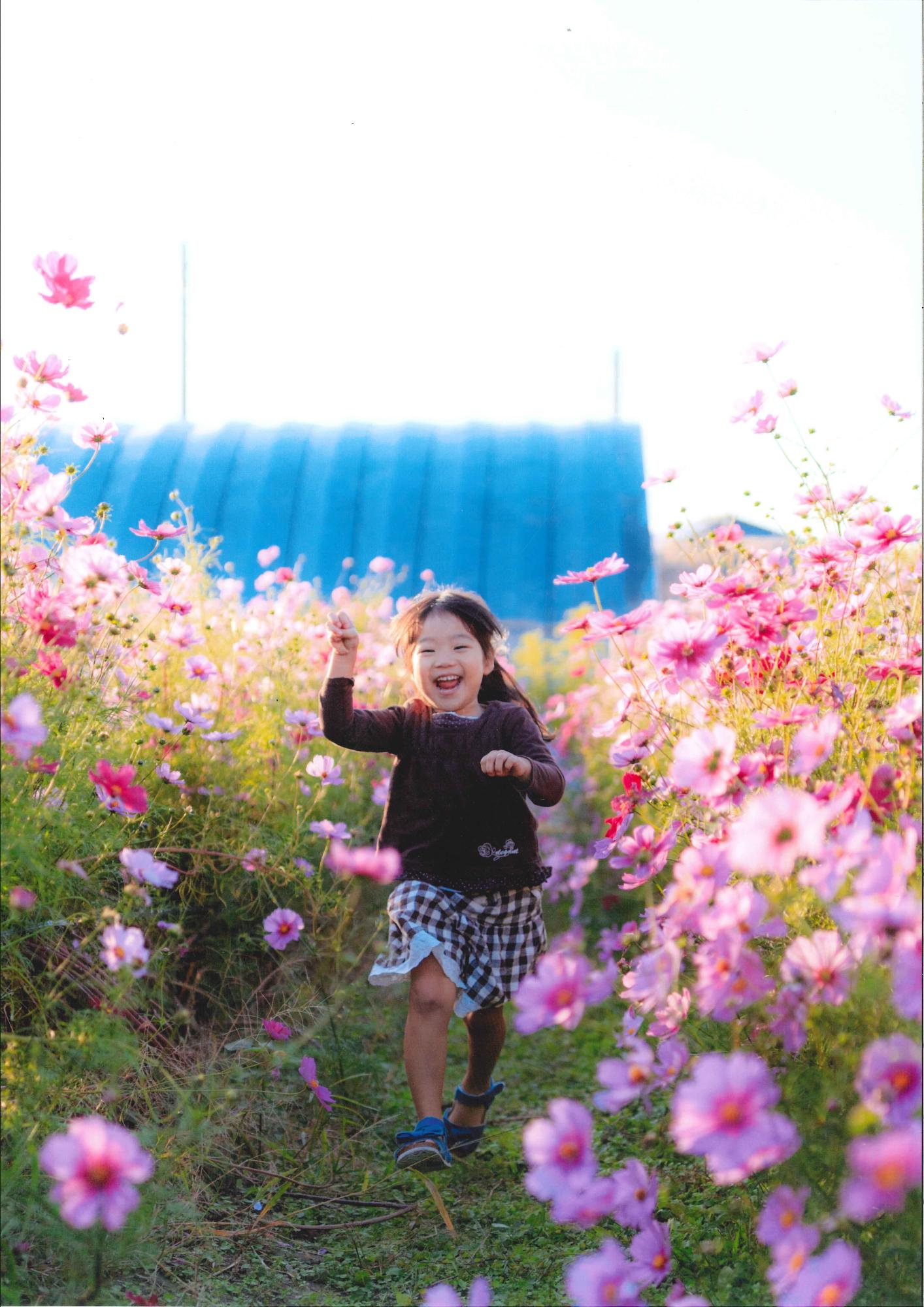 女の子が笑顔で満開のコスモスの間に出来た道を走っている写真