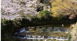 桜が舞う河川敷で子どもが遊ぶ様子