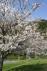 公園内にある満開の桜の木の写真