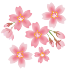 淡いピンク色の桜の花のイラスト