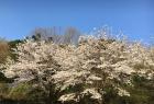青空の下、満開の桜の花が咲き誇っている写真
