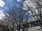 晴れた空の下、花が咲く前の樹木と校舎を下から撮影した写真
