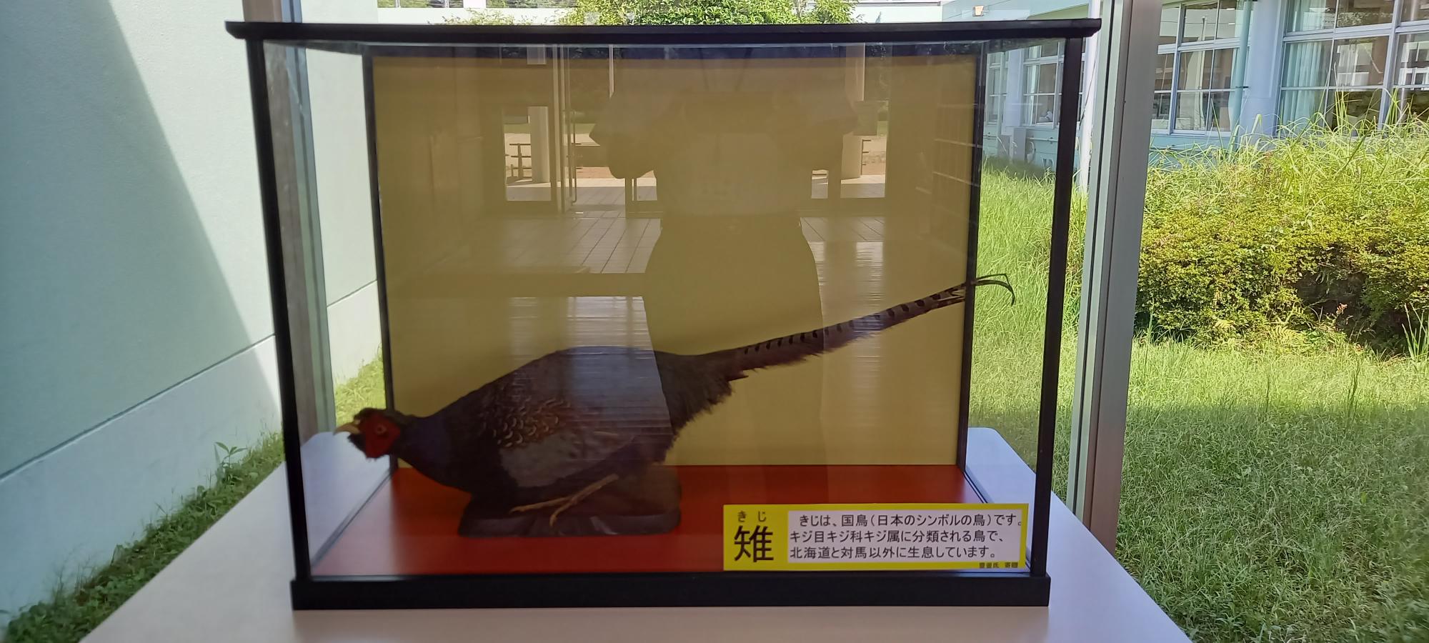 国鳥きじのはく製