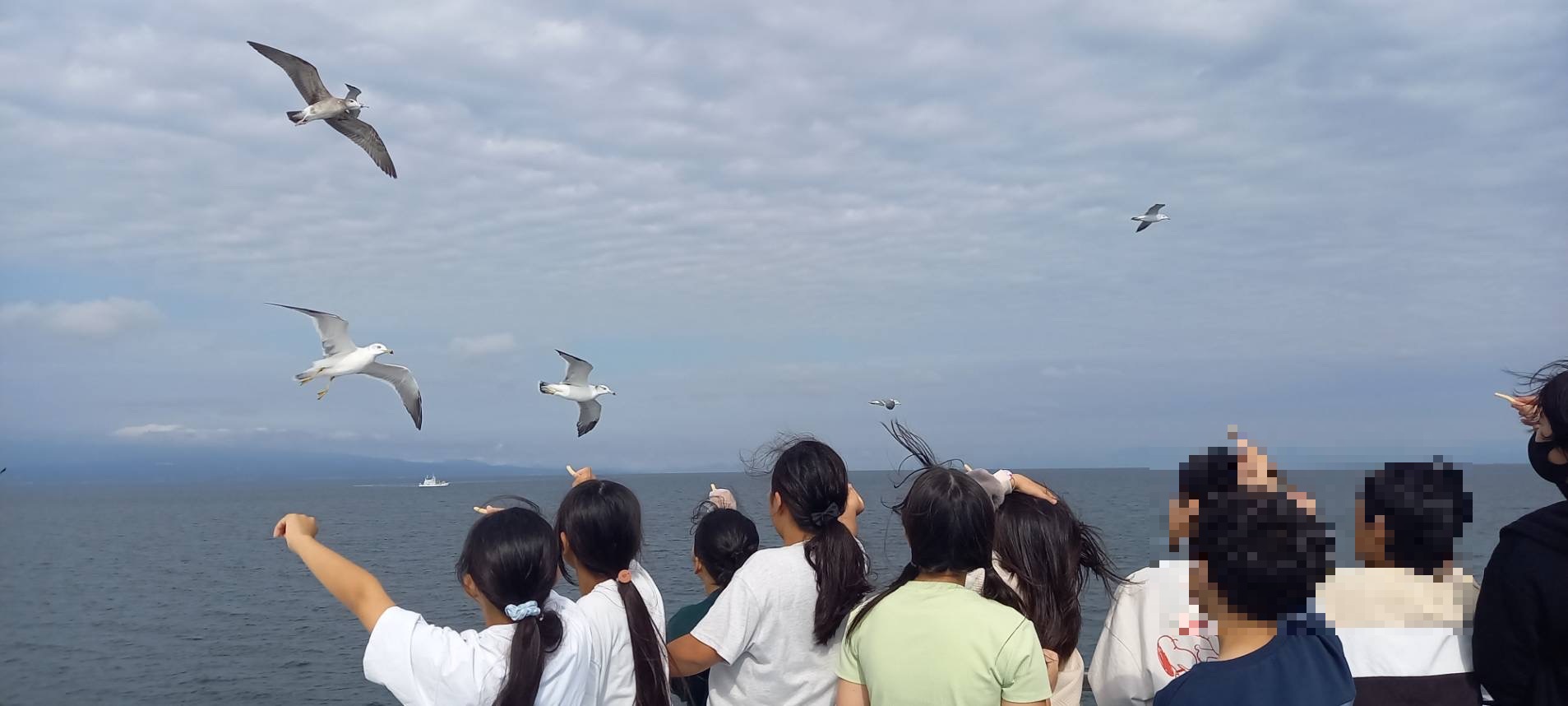 カモメに餌やり