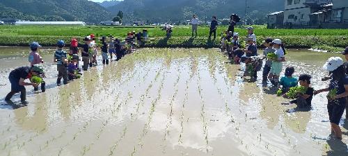 田植え1