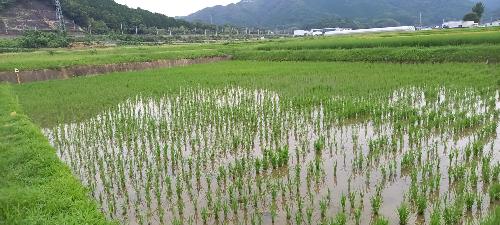 五年生の田んぼ1