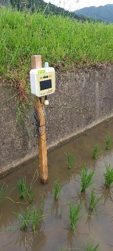 五年生の田んぼ5