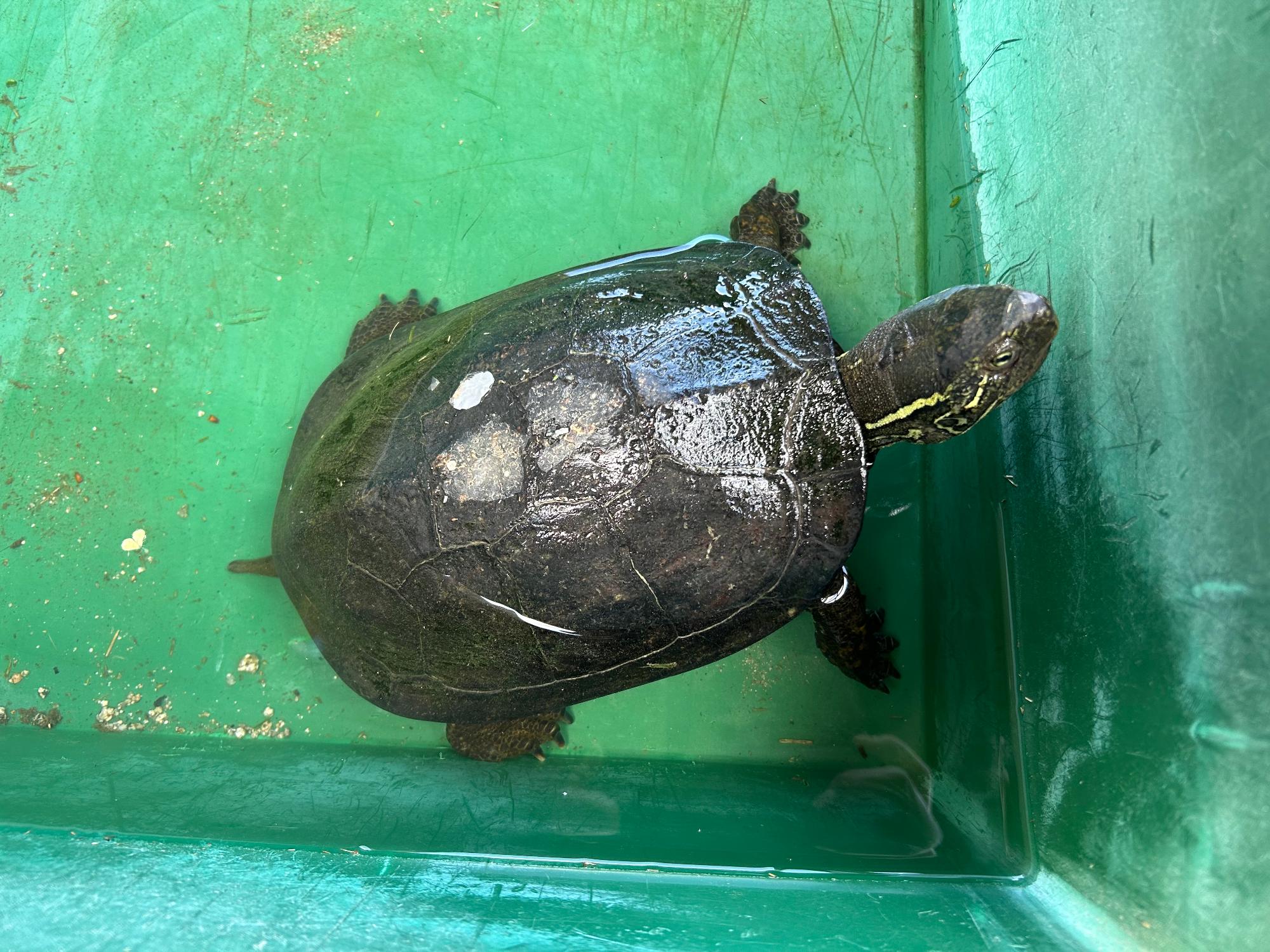 2026年4月カメとさくらの花びら