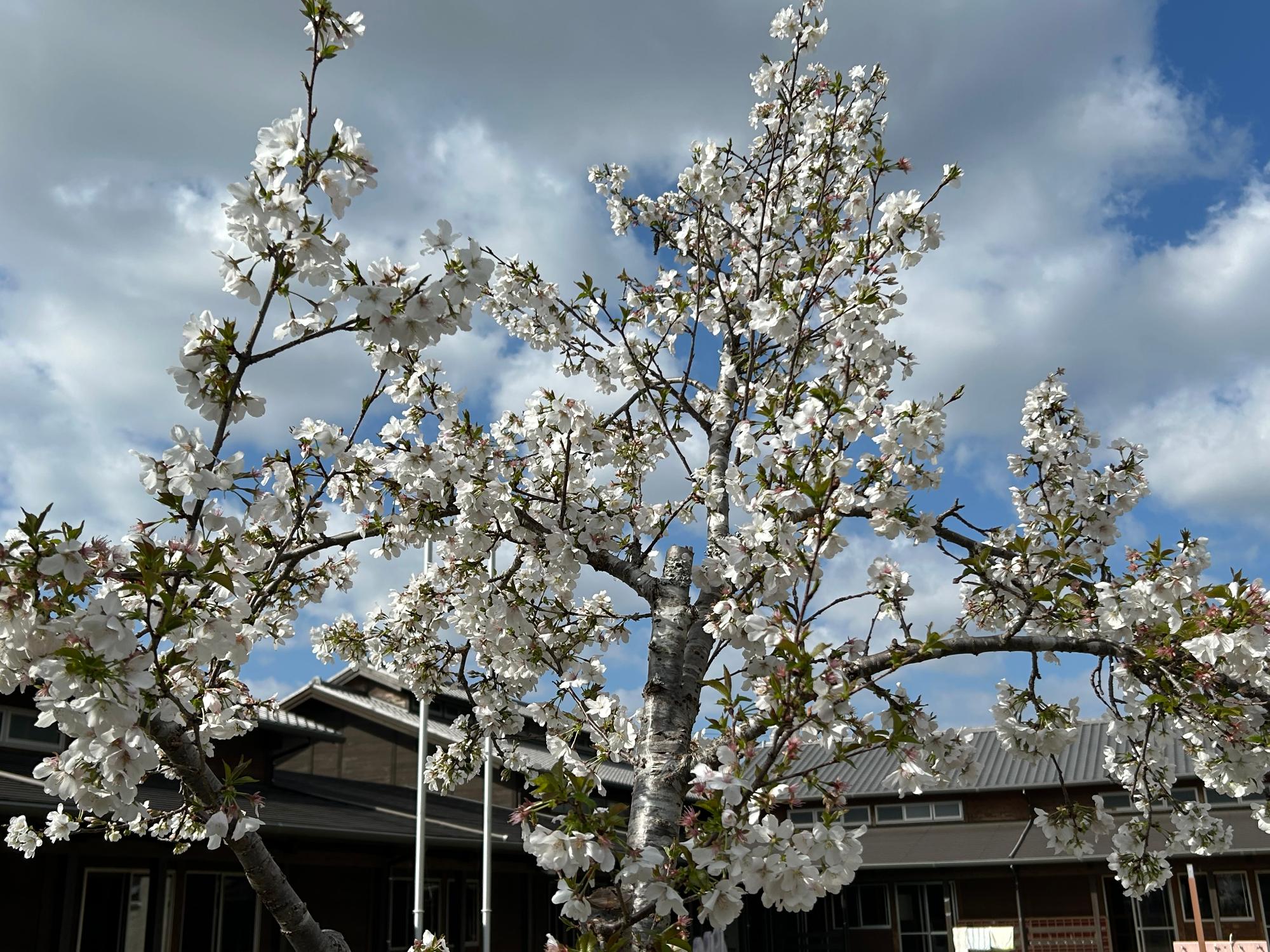 2026年4月のさくら