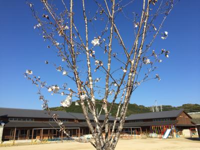 園庭にある桜の木の枝にポチポチと桜の花が咲いている写真