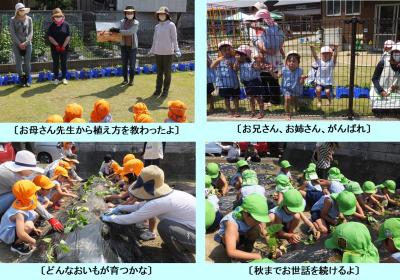 左上：前方に立っている女性4人の方を見ている園児たちの後ろ姿の写真、右上：フェンスのそばに集まっている園児たちの写真、左下：畝の両側に並んで苗を植えている園児たちの写真、右下：緑色の帽子を被った園児たちが苗を植えている写真