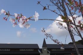園舎と青空に映える桜の花の写真