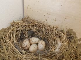 鳥の巣の中に卵が4つある写真