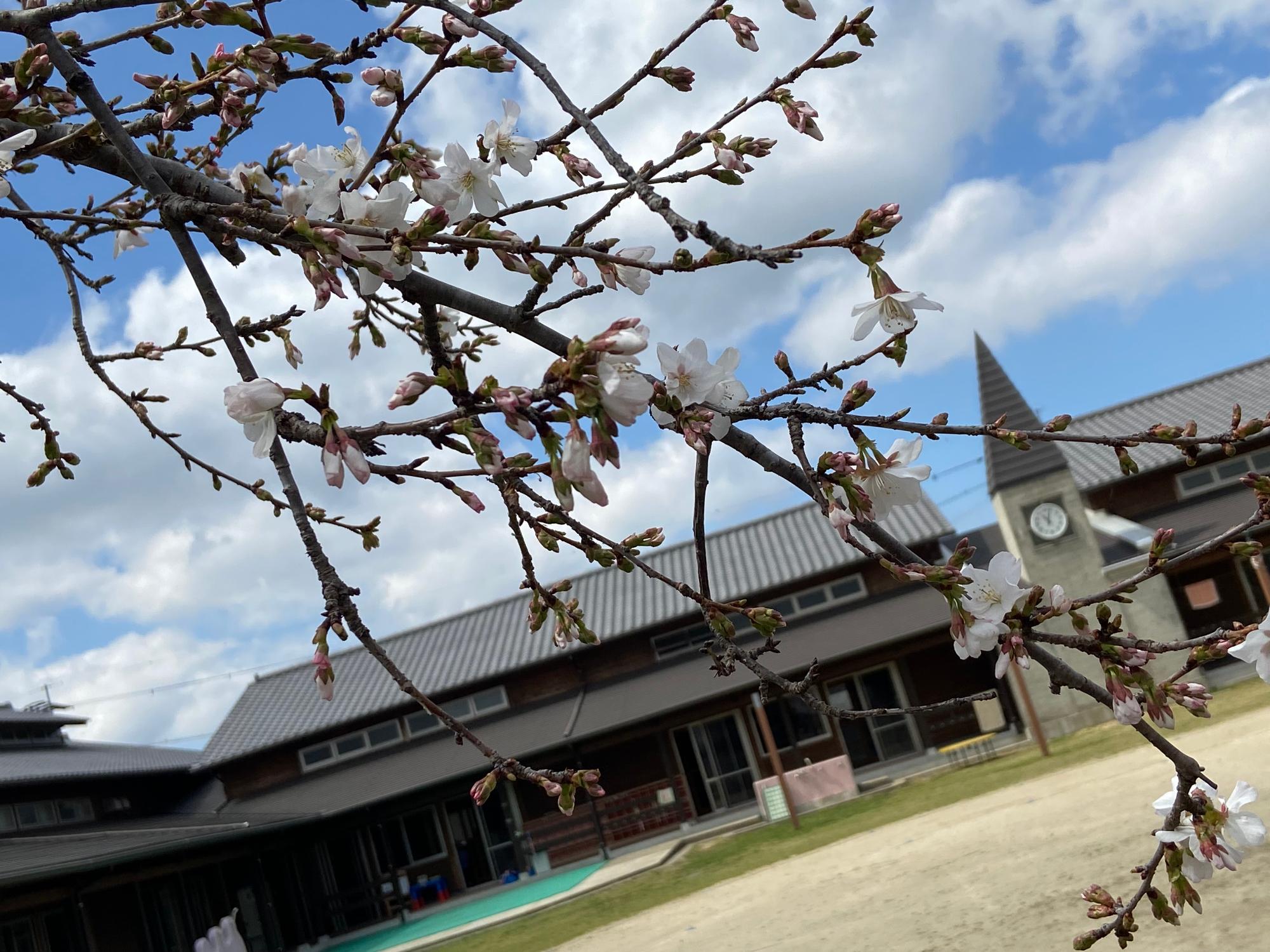 2025年幼稚園の桜