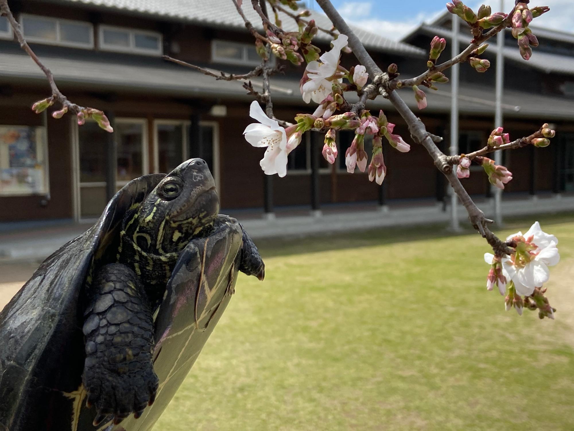 2025カメのくららと桜