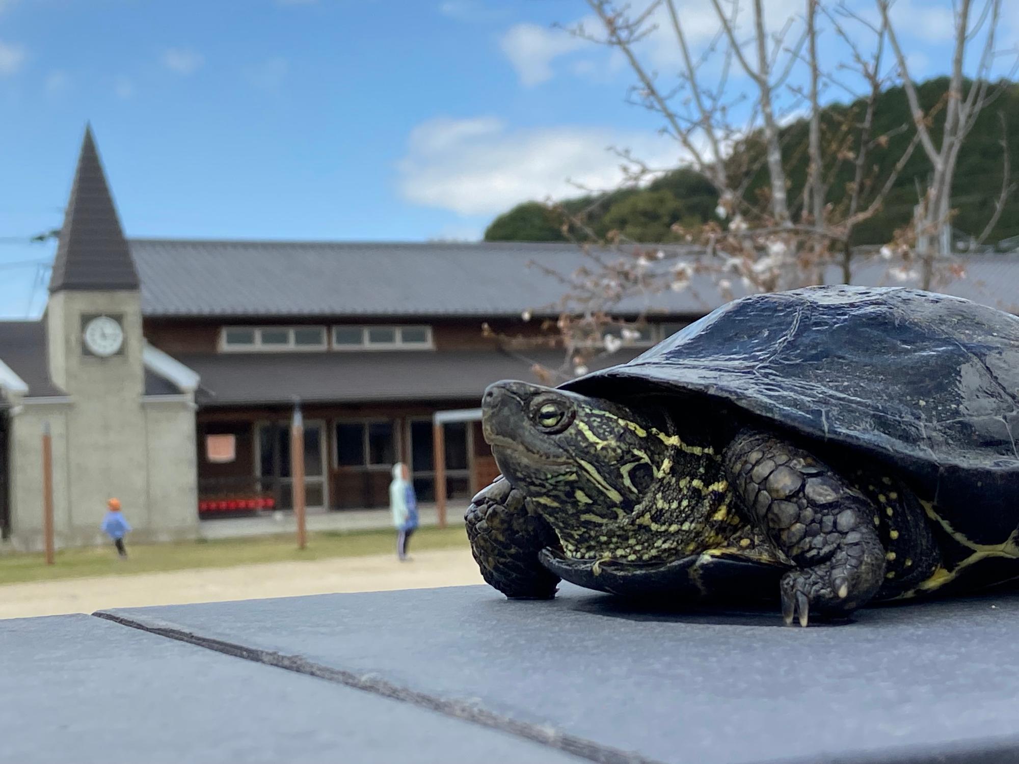 2026年9月かめのクララどこへ