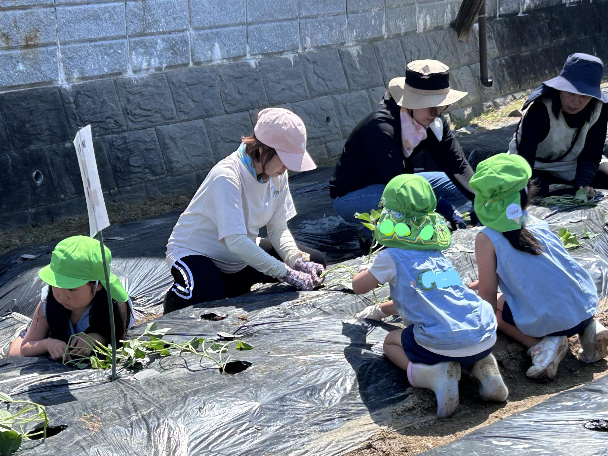 2026年5月芋苗植えのお手伝い