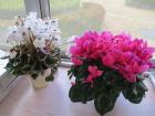 それぞれ白とピンクの花が植えられている2つの植木鉢の写真