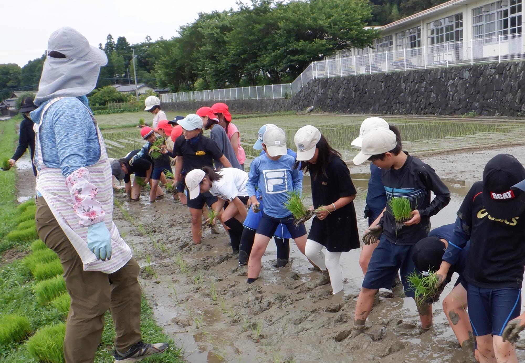 田植えの様子