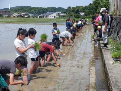 子供たちが田んぼの中に横一列で並び、苗を植えている様子の写真