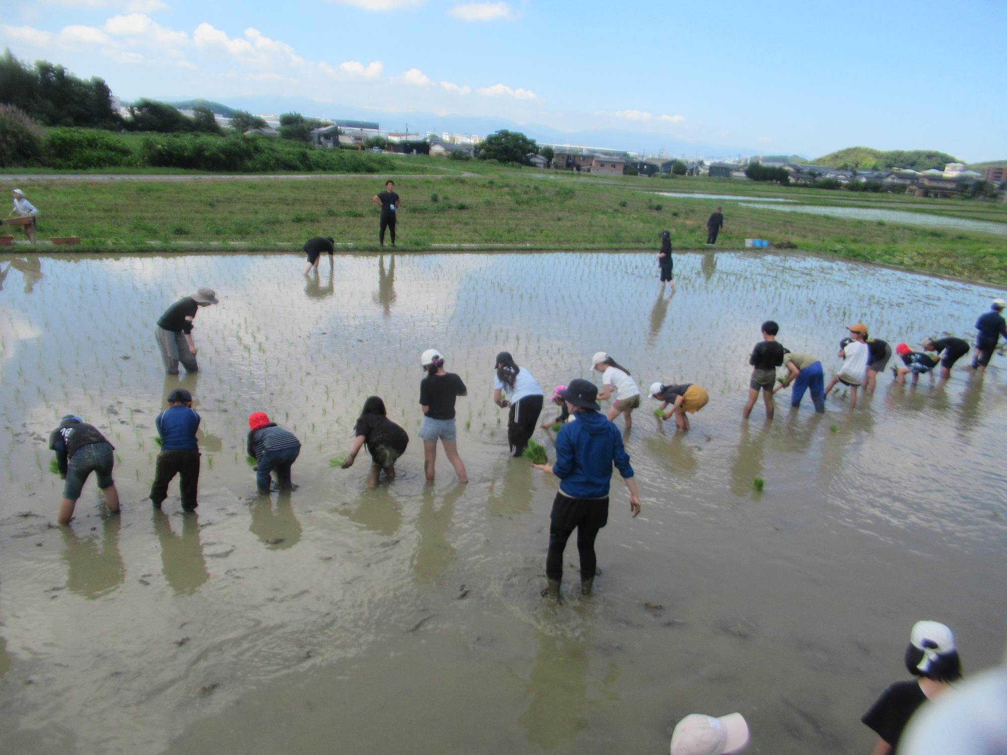 田植え