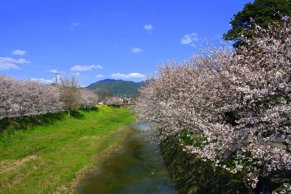 河川敷沿いにたくさんの満開の桜の木が立ち並んでいる写真