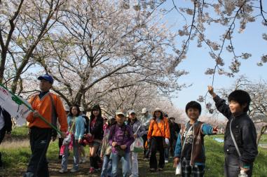 旗を持って歩いている男性を先頭に、桜並木を歩く参加者たちの写真