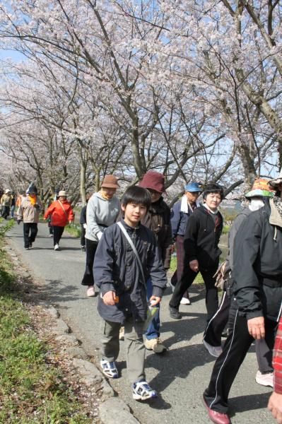 堤防沿いに咲いている桜並木の下を、大人に混ざって歩く男の子の写真