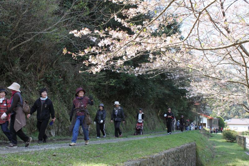 満開に咲いている桜の花を愛でながら歩く参加者たちの写真