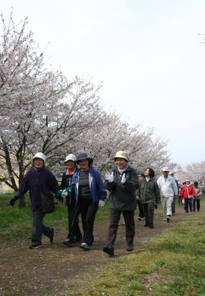 満開の桜の木の下を笑顔で歩いている4名の女性の写真