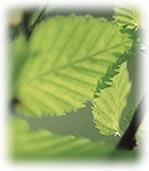 緑のけやきの葉っぱをアップで写した写真