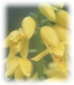 黄色のエビネの花をアップで写した写真