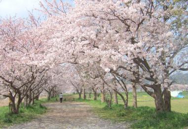 左右に満開の桜の木が立ち並んでいる桜のトンネルの下を歩いている人の後ろ姿の写真