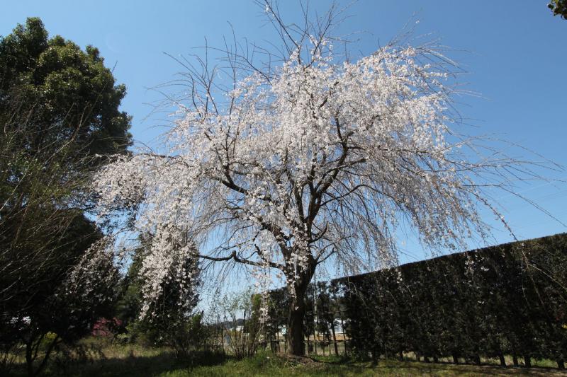 フェンスの手前に立つ一本の大きな枝垂れ桜の花が満開に咲いている写真