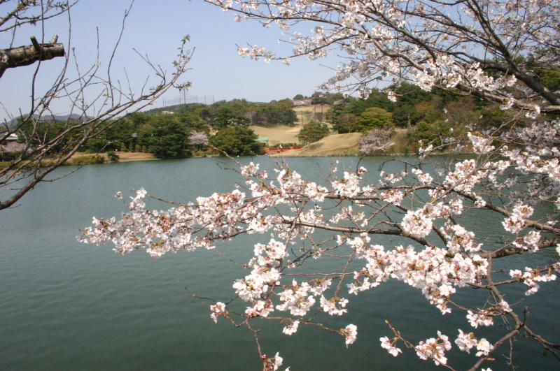 公園内の池に畔に立つ桜の木の花が満開に咲き誇っている写真