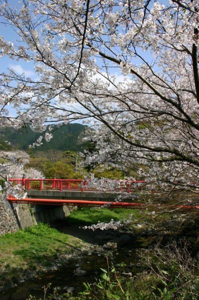 赤色の欄干の橋の手前に咲く、満開の桜の花の写真