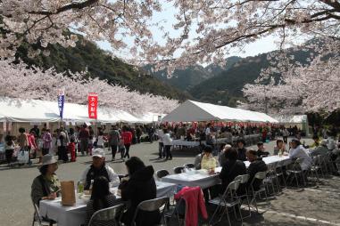 会場に設置された白色のテントが立ち並んでいる出店にお客さんが並んだり、満開の桜の下飲食を楽しんでいる人達がいるさくら祭りの様子の写真