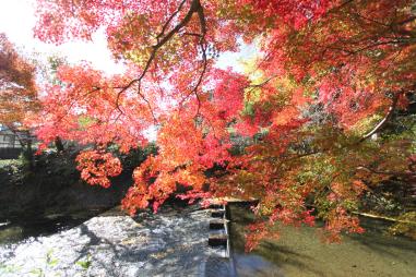 水辺の上に、緑かかった葉や紅く色づいた紅葉が太陽の光を浴びている写真