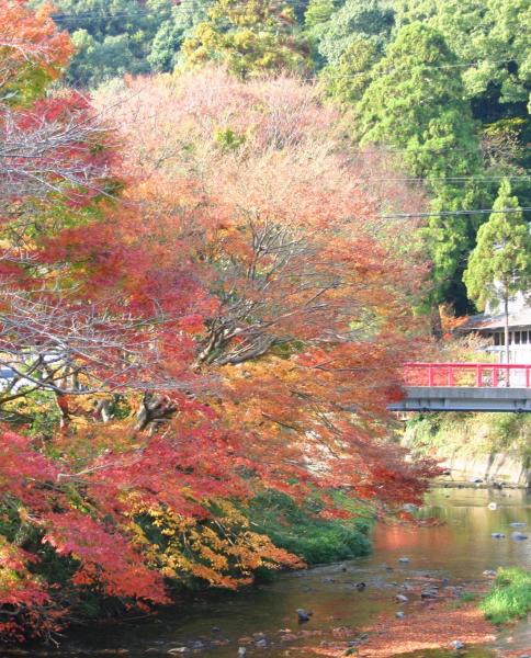 奥の赤い欄干の橋が架かる川沿いに、見ごろの紅葉や黄葉が色づいている写真