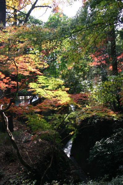 巨石を覆う木々の葉が、黄葉や紅葉に色づいてきている写真