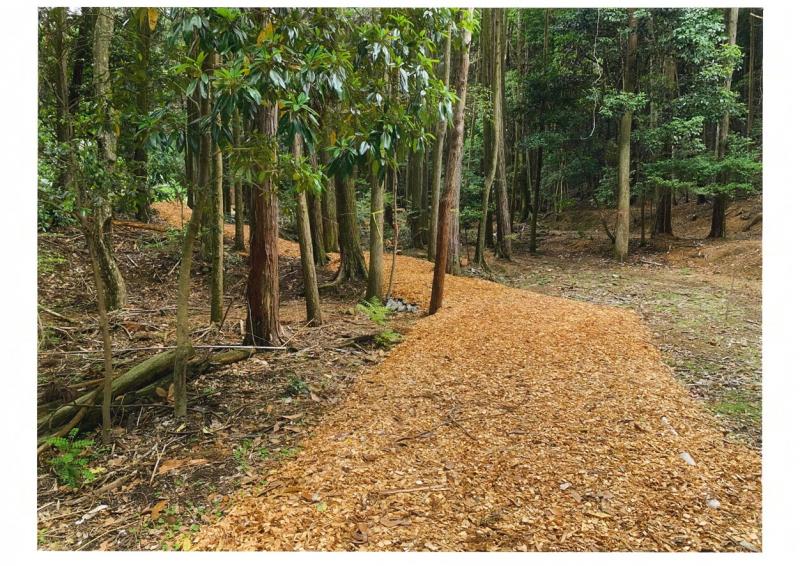 木々に覆われた登山道に、チップが敷かれている写真